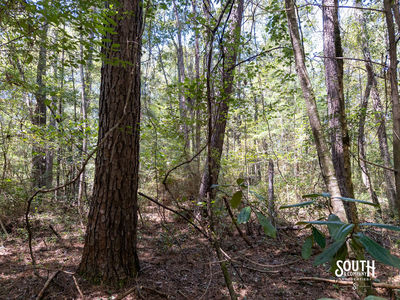 8.51-Lamar_WPA_Rd-111