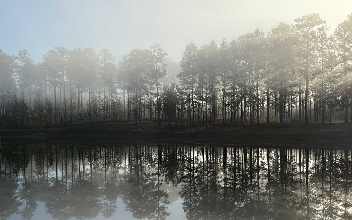 Foggy pine timberland reflected in still water, South Mississippi rural landscape