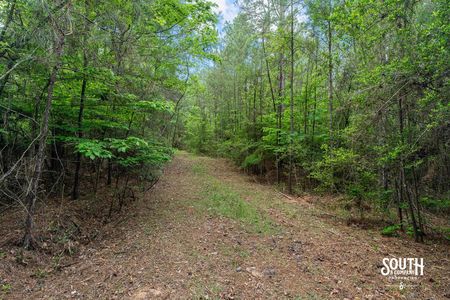 interior road and trail of 23.25 acres for sale on JM Burge Rd. in West Hattiesburg