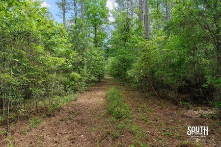 interior road and trail of 23.25 acres for sale on JM Burge Rd. in West Hattiesburg