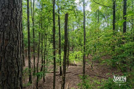 23.25 acres of mixed pine and hardwood timber in West Hattiesburg MS