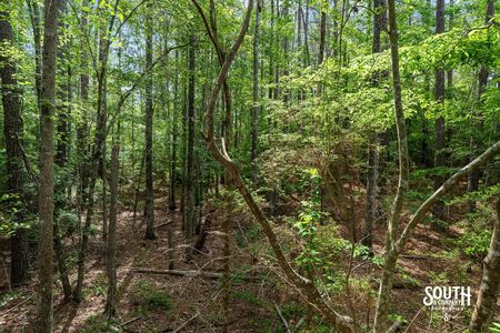 23.25 acres of mixed pine and hardwood timber in West Hattiesburg MS