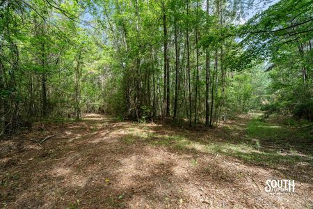 wood road and trails on 23.25 acres for sale on JM Burge Rd in West Hattiesburg