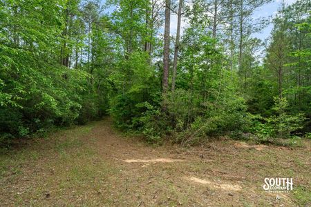 interior view of 23.25 acres of mixed pine and hardwood timber in West Hattiesburg MS