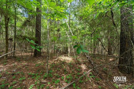 23.25 acres of mixed pine and hardwood timber in West Hattiesburg MS