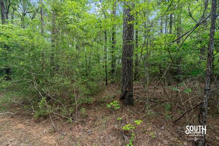 23.25 acres of mixed pine and hardwood timber in West Hattiesburg MS