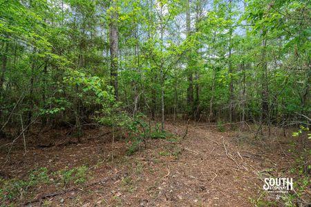 23.25 acres of mixed pine and hardwood timber in West Hattiesburg MS