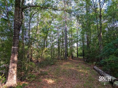 10-acres-Perry-County-Thompson-Creek-6-wood-road