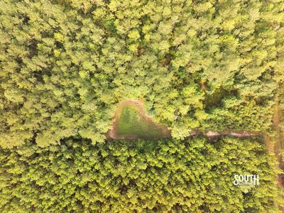 Established wildlife food plot on Lamar County hunting property