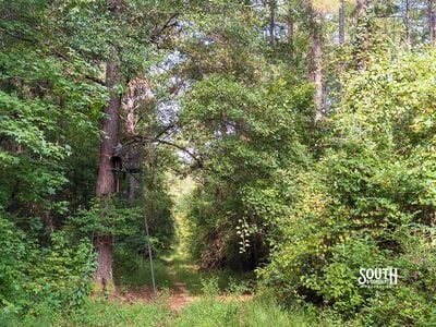 Wildlife habitat on 80 acre hunting property in Lamar County MS