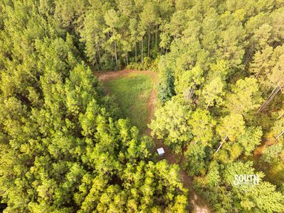 Established wildlife food plot on Lamar County hunting property