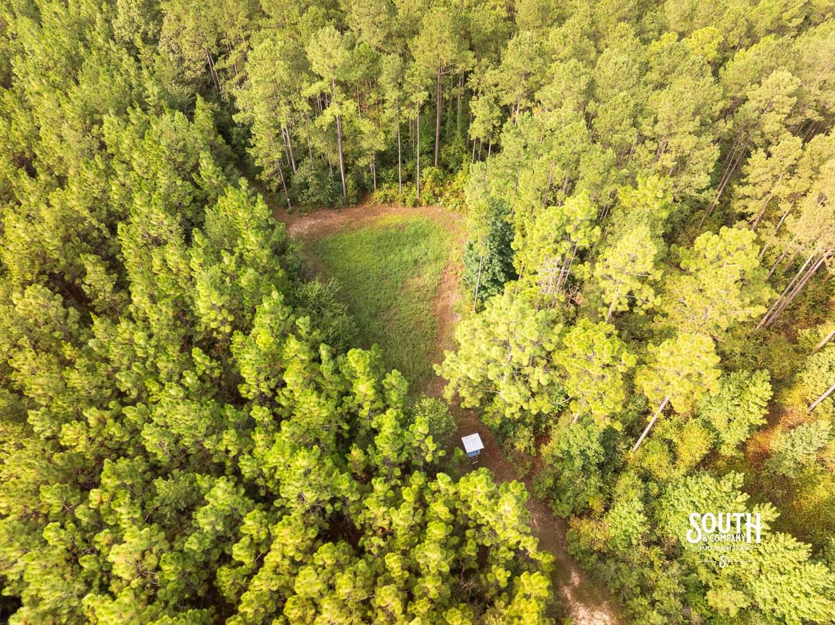 Established wildlife food plot on Lamar County hunting property