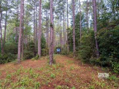 Established wildlife food plot on Lamar County hunting property