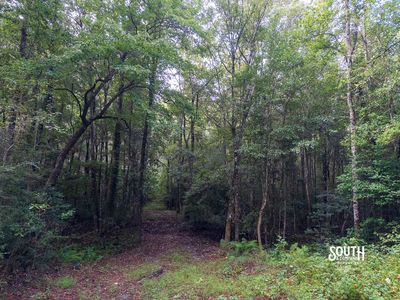 Hardwood timber and drainage on Lamar County recreational property
