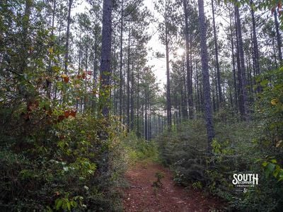 Merchantable pine sawtimber on 80 acre Lamar County property