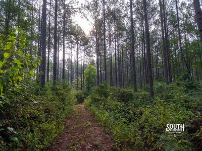 Merchantable pine sawtimber on 80 acre Lamar County property