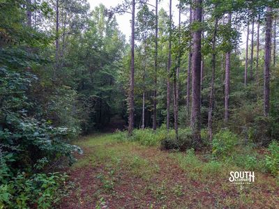 Interior road and trail through Lamar County Mississippi timberland