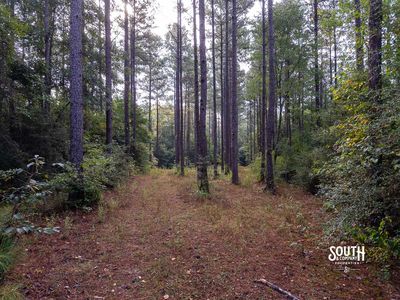 Mature pine timber on land for sale near Purvis Mississippi