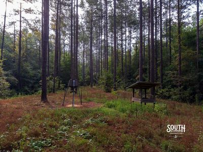 Established wildlife food plot on Lamar County hunting property