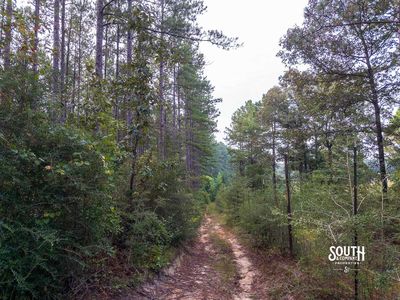 Interior road and trail through Lamar County Mississippi timberland