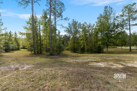 Cleared homesite area with paths into the woods and the paved road beyond.