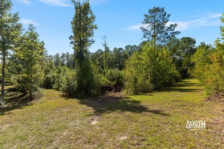 Two open paths passing around pine and hardwood regrowth.